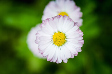 Fototapeta premium Blooming daisys flower in the garden. Selective focus. Shallow depth of field. 