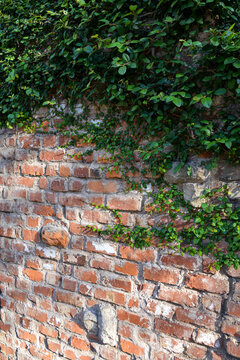 蔦と古い煉瓦塀