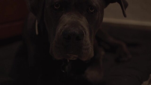 cane corso one year old starring at the camera close up