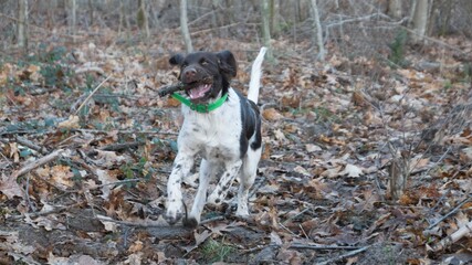 Adorable dog close up.
Small M&uuml;nsterl&auml;nder
