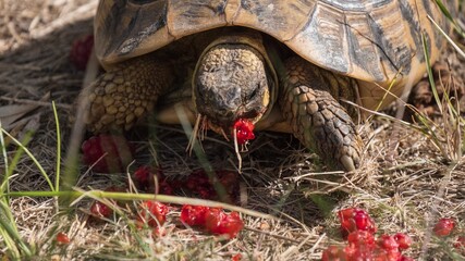 Close up on a turtle eating red berries.