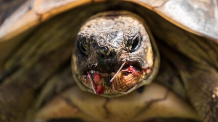 Close up on a turtle eating red berries.