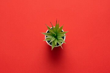 Green plant in a flower pot on the red flat lay background.