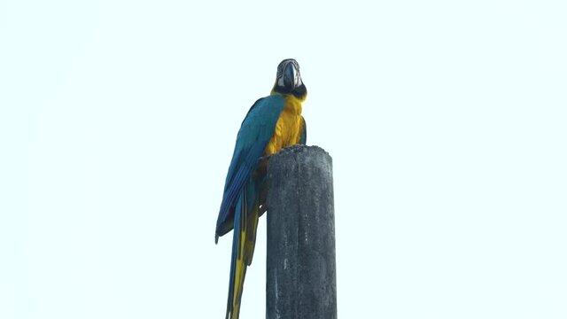 Colorful parrot perched on wooden pole with bright white background, slow motion
