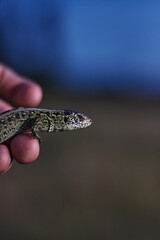 green lizard in hand