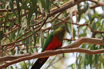 Australian king parrot , female - Victoria, Australia