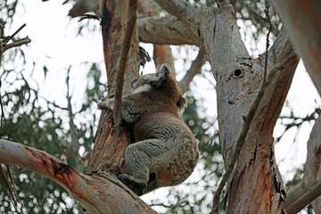 Koala climbing up the tree - Kennett River, Victoria, Australia