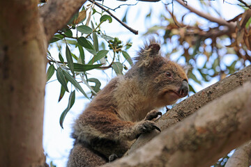 Koala in profile  - Kennett River, Victoria, Australia