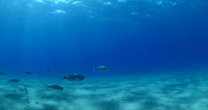 sun beams sun rays sun shine underwater nice light slow moving at the sandy bottom reflections relaxing ocean scenery