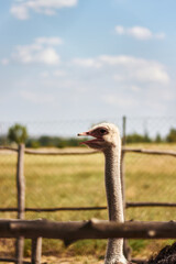 portrait of a ostrich