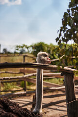 portrait of a ostrich