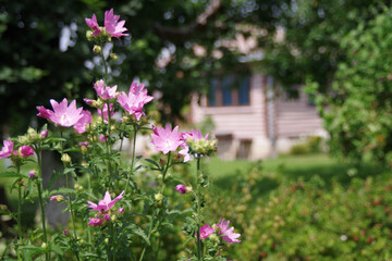 Beautiful village house. Bush with delicate pink flowers. Village concept