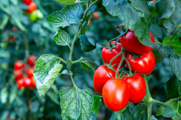Closeup of cluster of ripe red plum tomatoes in green foliage on bush. Growing of vegetables in...
