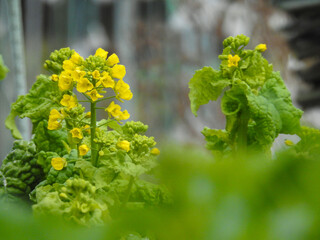 こちらはあまり見かけないブロッコリーの花