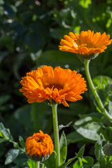 double flowers of the medicinal herb calendula in their natural habitat at dawn