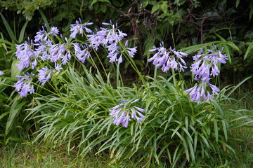 2020年7月10日八王子市で撮影：満開のアガパンサスの花
