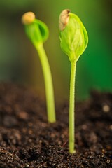 Seed.