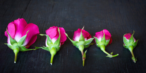 five beautiful rosebuds on a dark wooden background