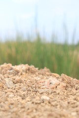 Small Stone on The ground  Covered by green Bokeh Background 
