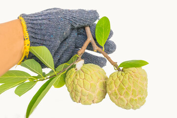Hands wearing gloves catch fruit ripe of custard apple with a white background.