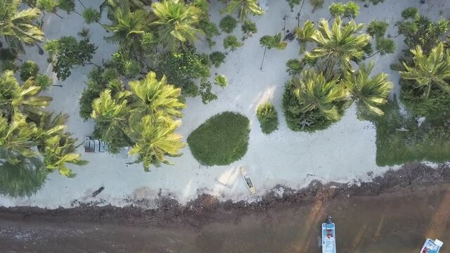 Drone Aerial High Pan Footage of Punta Allen Beach, Mexico, above tree tops panning from ocean into foreshore revealing white sandy beach