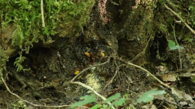 Huge hornets picking up tree resin together with small black ants. European hornet, Vespa crabro, closeup.