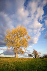 Lonely tree in a field