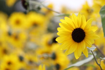 Fototapeta premium 黄色い美しい向日葵 A beautiful yellow flower named Sunflower.
