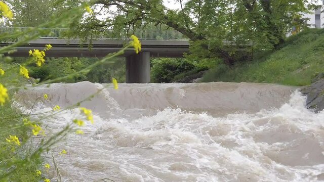 Leitha river in Austria flooding during springtime with flowers in foreground, Slow motion