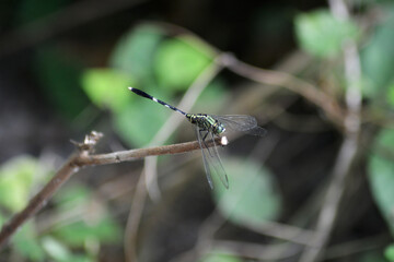 dragonfly on a branch