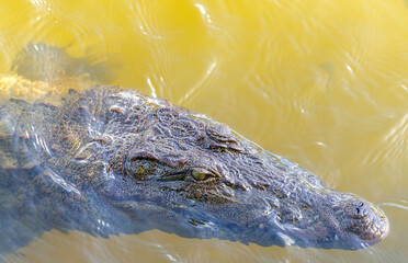 A Mugger Crocodile photographed in a lake located at a Hotel in Sigiriya Sri Lanka  