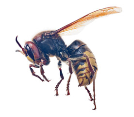 large hornet isolated on white