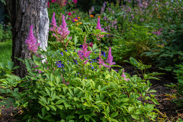 Astilbe bush with pink flowers in panicles in a country garden.