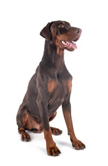 Obraz premium doberman pinscher in studio