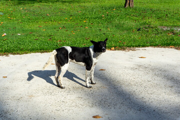 portrait of street dog at the park