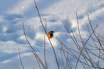 bullfinches on the branches in winter