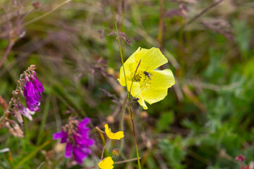 yellow flower in the field