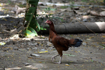 rooster in the farm