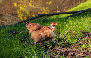 An orange bantam naked neck hen exploring the backyard, a golden wattle tree reflected in the pond behind.