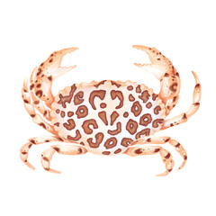 Watercolor illustration of calico spotted crab. Hand drawn. Isolated on white