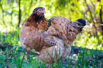 A large mixed breed hen with some wyandotte like lacing in the backyard