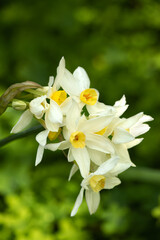 White and yellow flowering narcissus daffodils in the garden