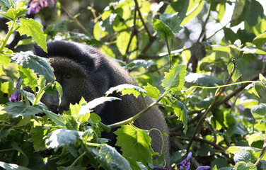 Golden Monkey (Cercopithecus kandti) - Rwanda	
