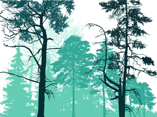 coniferous cyan high forest isolated on white
