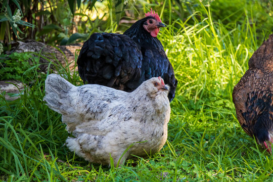 A white bantam araucana hen and a large black australorp free ranging in the backyard together