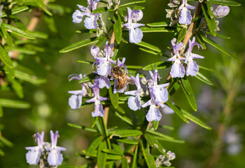 A European honey bee pollinating an aromatic purple flowering rosemary bush