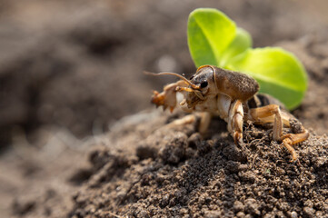 European mole cricket (Gryllotalpa gryllotalpa)