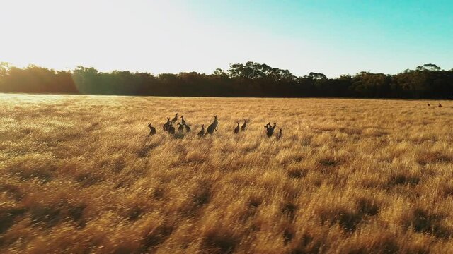 Aerial view around Kangaroos Macropus rufus grazing on a field, during golden hour, in West Australia -  orbit, drone shot