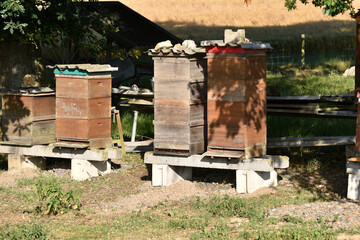 Naklejka premium Bienenstöcke