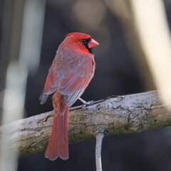 cardinal on a branch